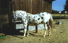 Appache