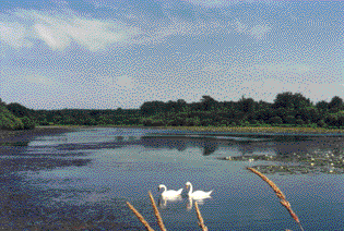 Cygnes