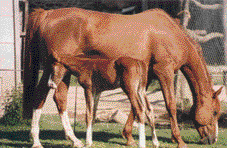 Fleur et son poulain Galad