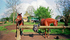 Galop et Had�le