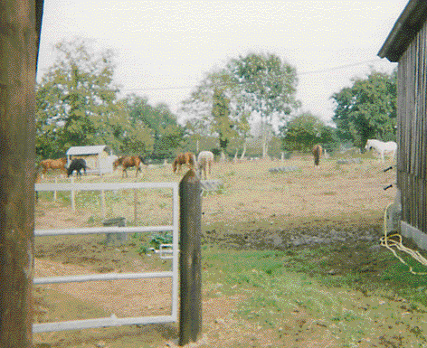 Quelques chevaux au paddock