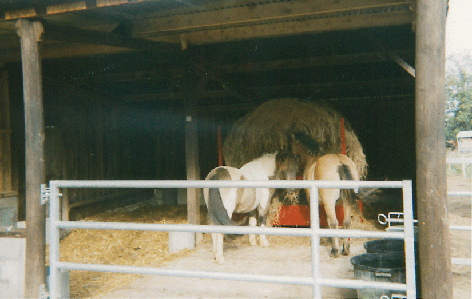 Les poneys