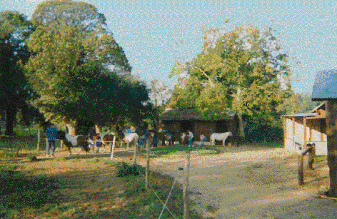 Poneys et enfants