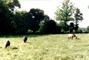Poneys au champ